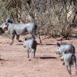 Warzenschwein-Familie Warzenschwein-Familie